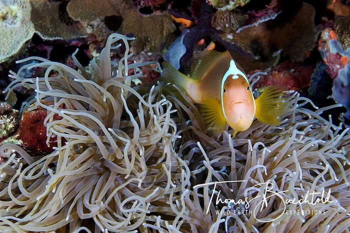 Anemone fish, underwater Tawali - Papua New Guinea - Wild Earth Expeditions
