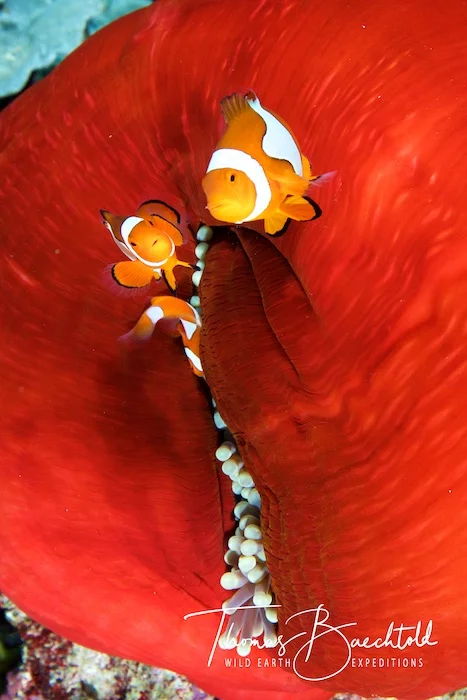 Anemone fish, underwater Tawali - Papua New Guinea - Wild Earth Expeditions