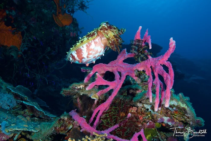 Underwater Tawali - Papua New Guinea - Wild Earth Expeditions