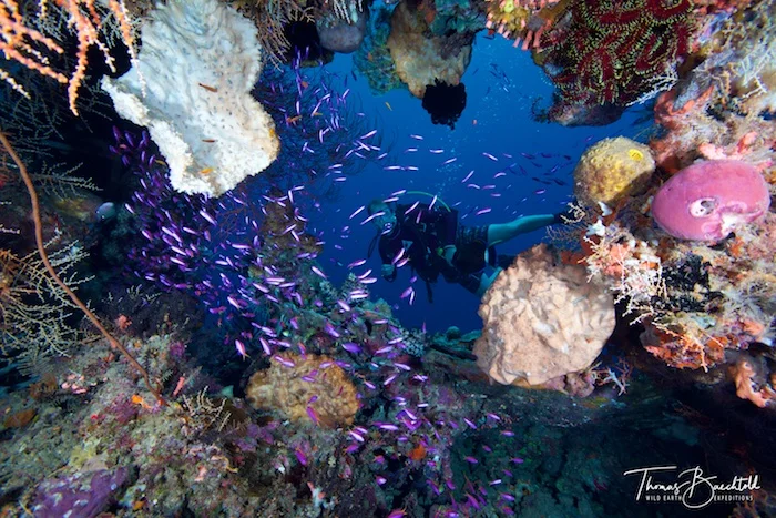 Underwater Tawali - Papua New Guinea - Wild Earth Expeditions