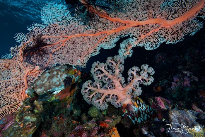 Underwater Tawali - Papua New Guinea - Wild Earth Expeditions