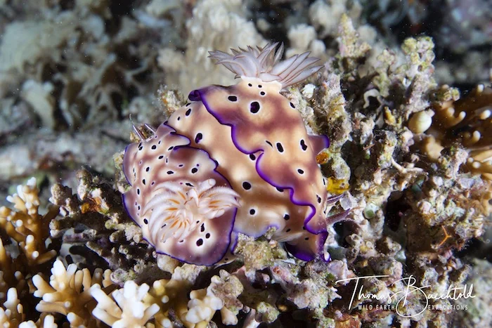 Underwater Tawali - Papua New Guinea - Wild Earth Expeditions