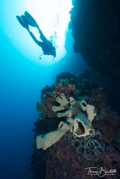 Underwater Tawali - Papua New Guinea - Wild Earth Expeditions