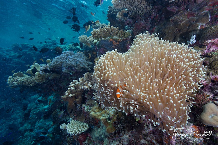 Underwater Tawali - Papua New Guinea - Wild Earth Expeditions