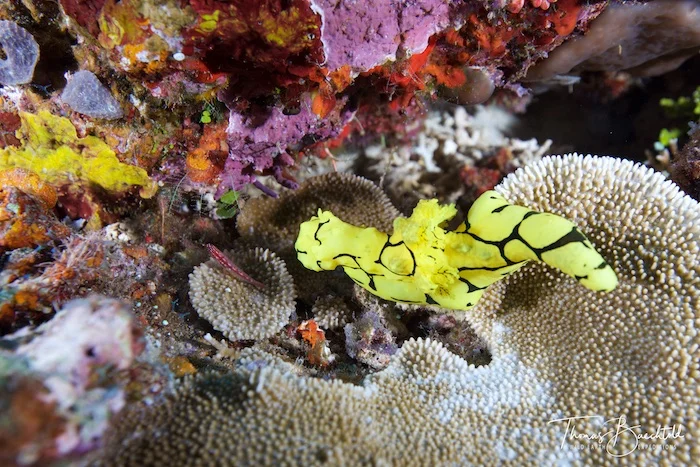 Underwater Tawali - Papua New Guinea - Wild Earth Expeditions