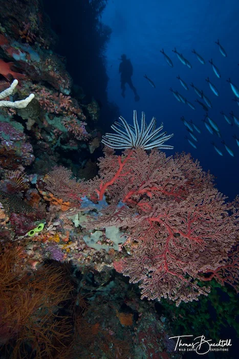 PNG_Tawali-UW ©18 Thomas Baechtold 369.jpg