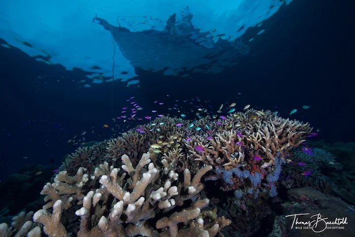 Underwater Tawali - Papua New Guinea - Wild Earth Expeditions