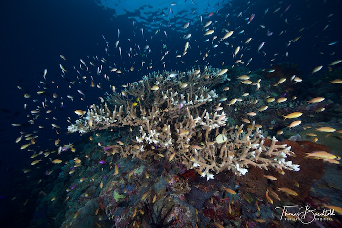 Underwater Tawali - Papua New Guinea - Wild Earth Expeditions