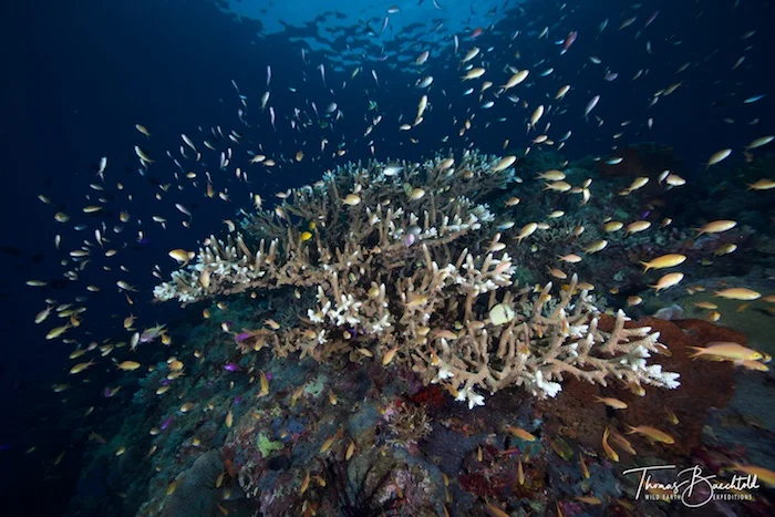 Underwater Tawali - Papua New Guinea - Wild Earth Expeditions