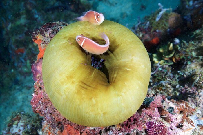 Underwater Walindi - Papua New Guinea - Wild Earth Expeditions