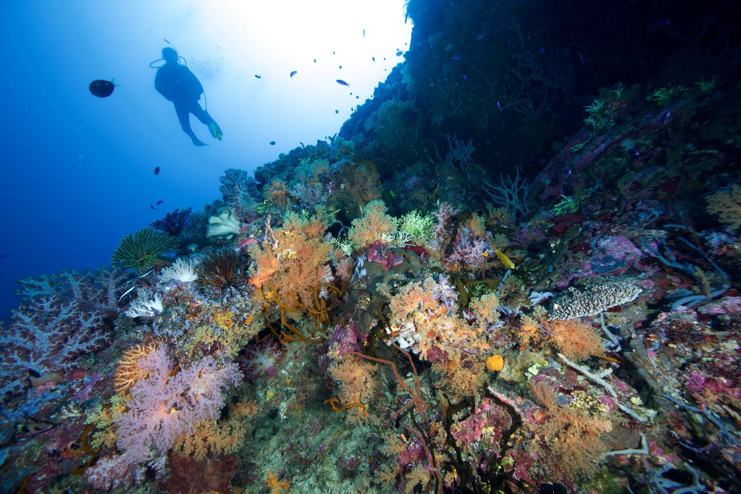 Underwater Walindi - Papua New Guinea - Wild Earth Expeditions