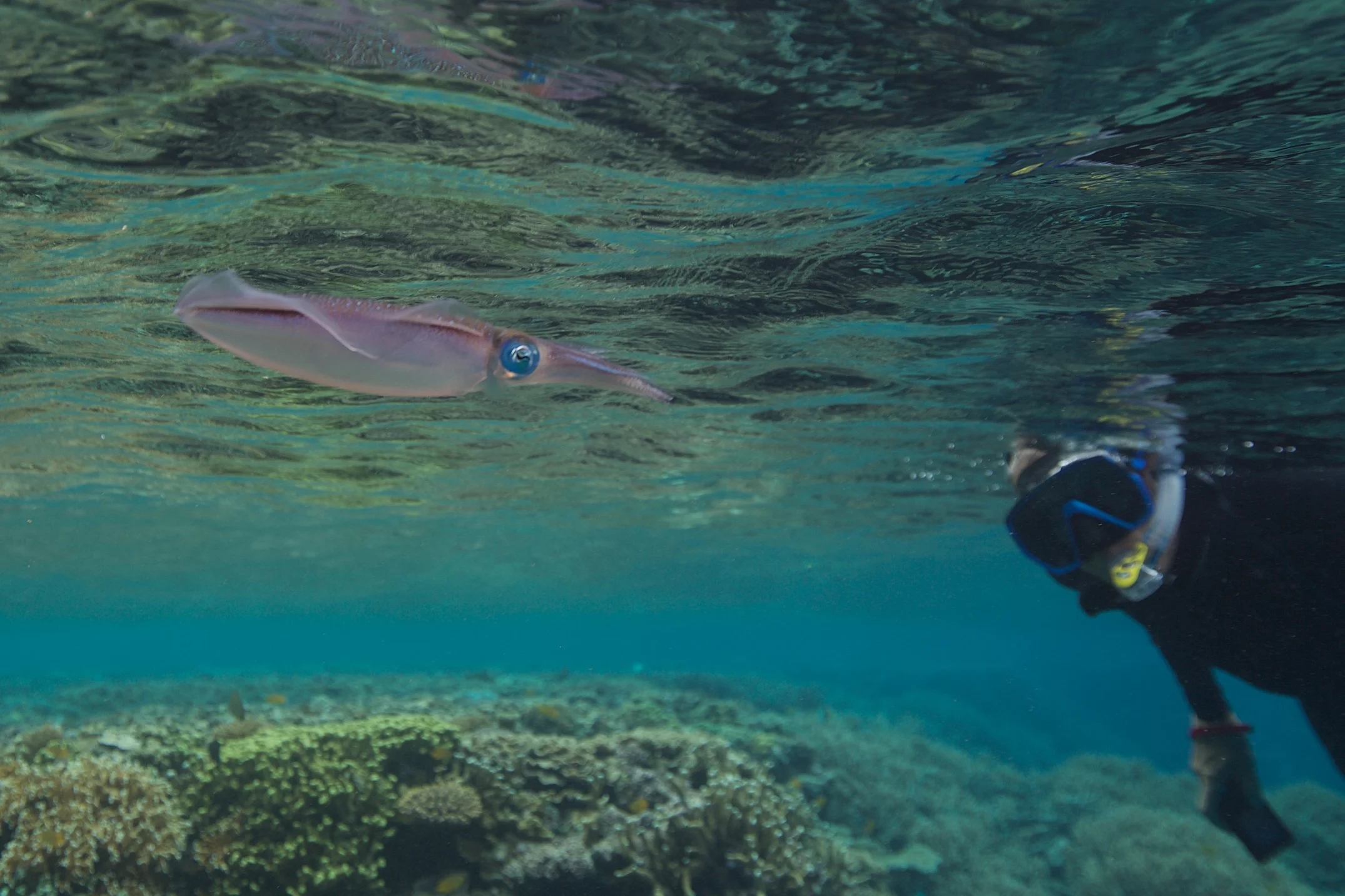 Underwater Walindi - Papua New Guinea - Wild Earth Expeditions