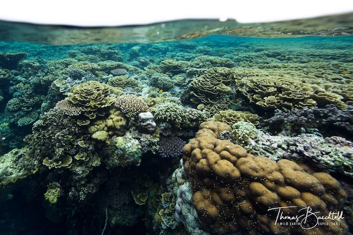 Underwater Walindi - Papua New Guinea - Wild Earth Expeditions