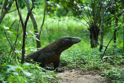 IDN_Komodo-Dragon-©-Thomas-Baechtold-001.jpg