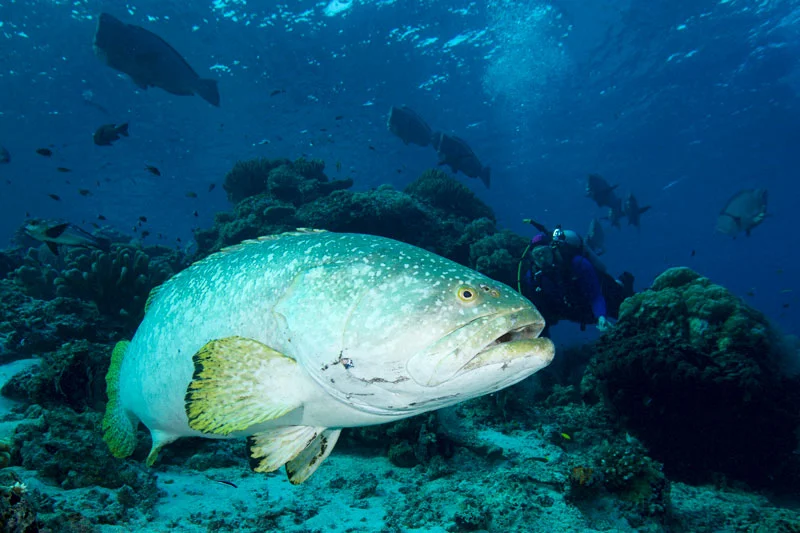 Lisa diving with a Goliath grouper off Layang Layang