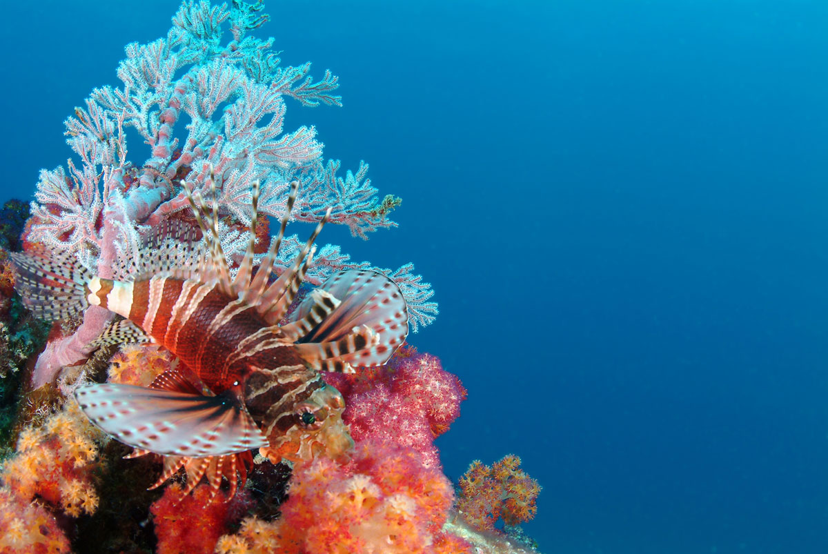 SYC_Seychelles-UW-Lion-Fish-©-Tony-Baskeyfield.jpg