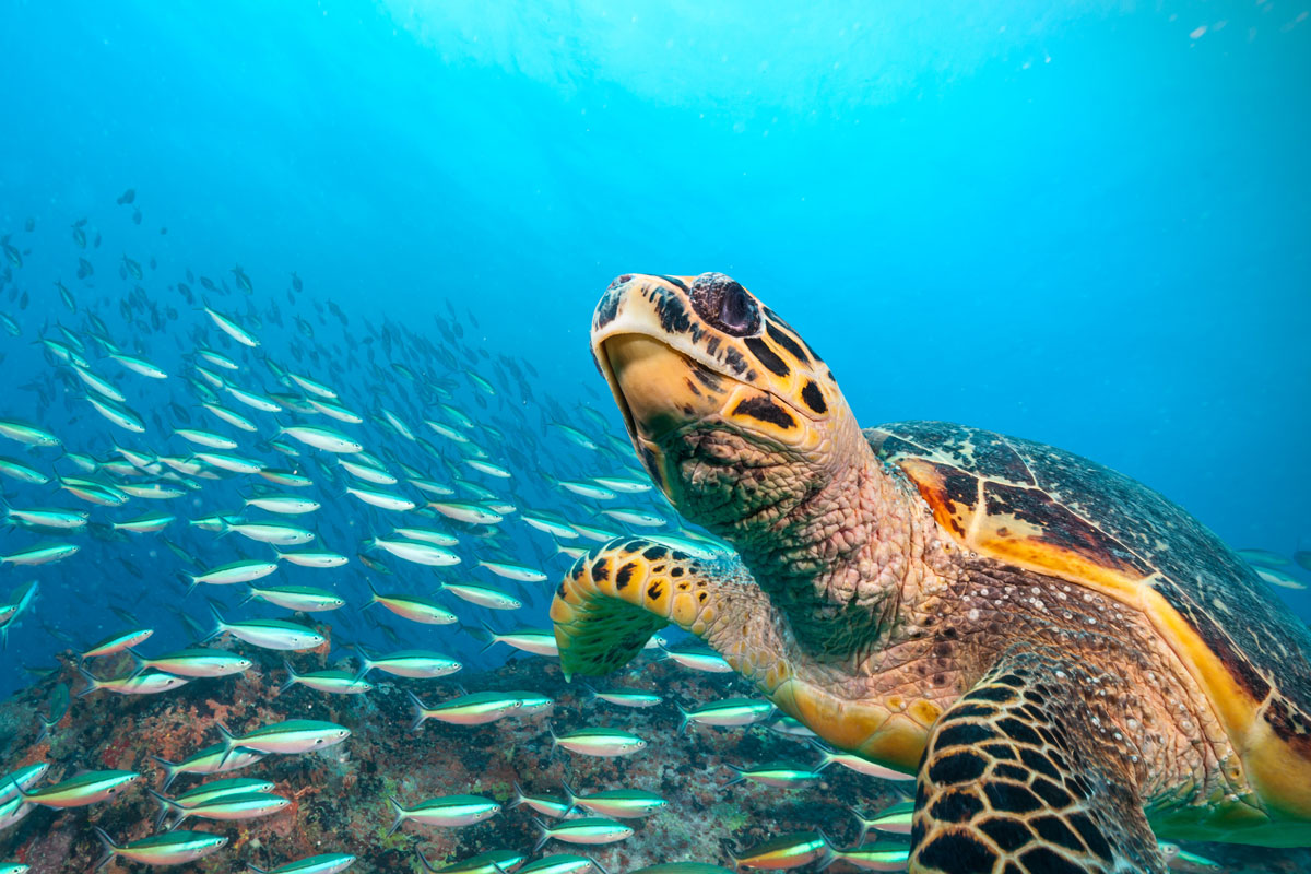 SYC_Seychelles-UW-Turtle-©-Adobe-Stock_121709695.jpg