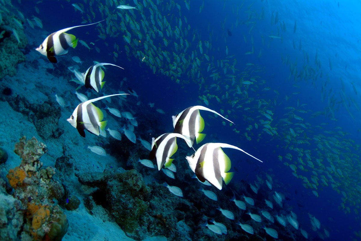 SYC_Snorkel-and-Dive-UW-Banner-Fish-©-Tony-Baskeyfield.jpg