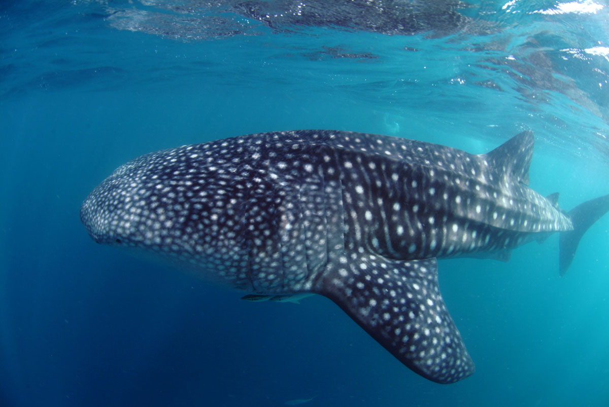 SYC_Snorkel-UW-Whale-Shark-©-Tony-Baskeyfield.jpg