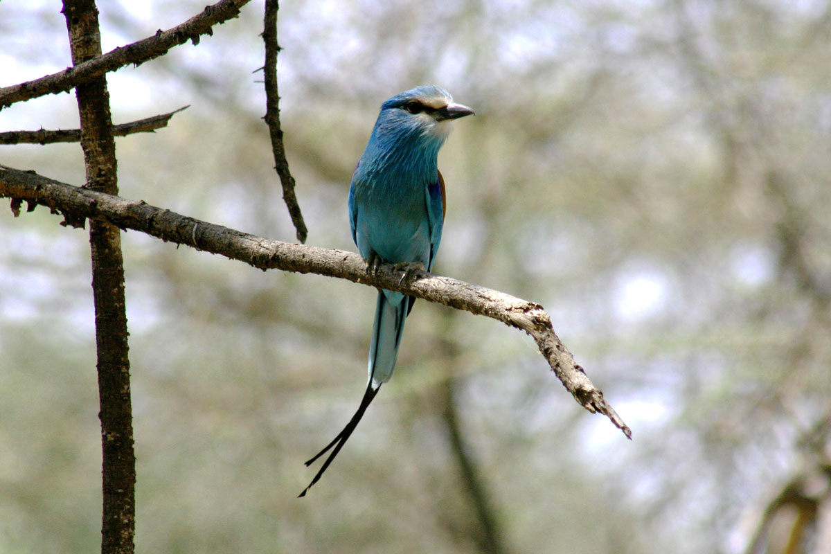 ETH_Birds-Abyssinian-Roller-©-Dinkesh-Ethiopia-Tours.jpg