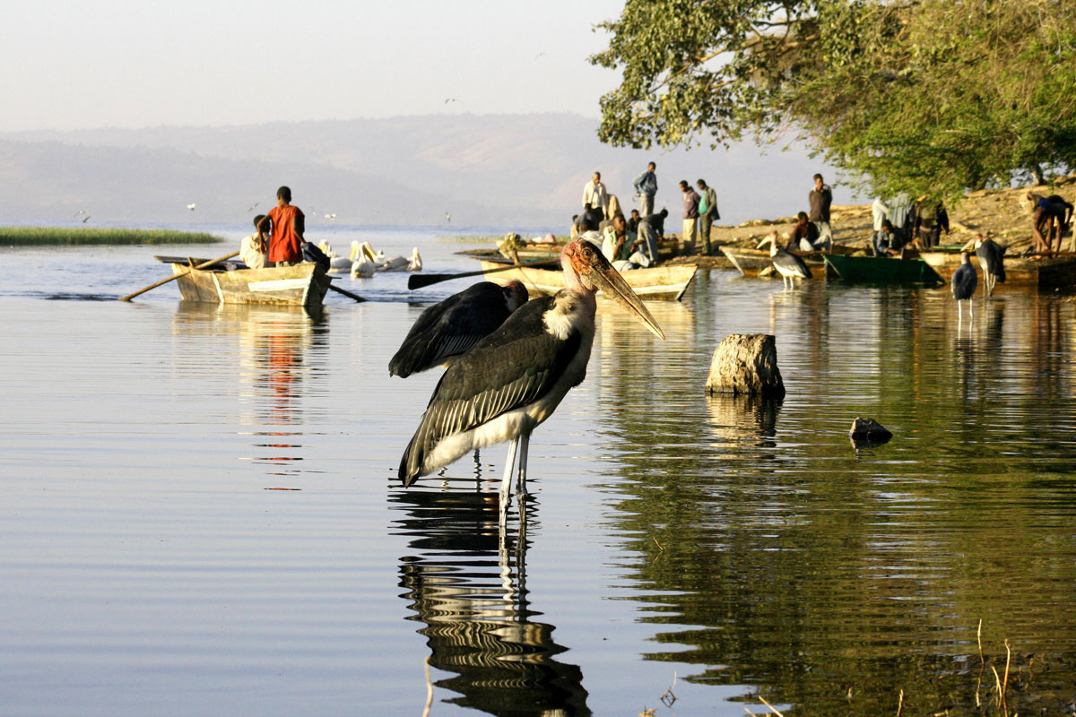 ETH_Birds-Awassa-Fish-Market-©-Dinkesh-Ethiopia-Tours.jpg