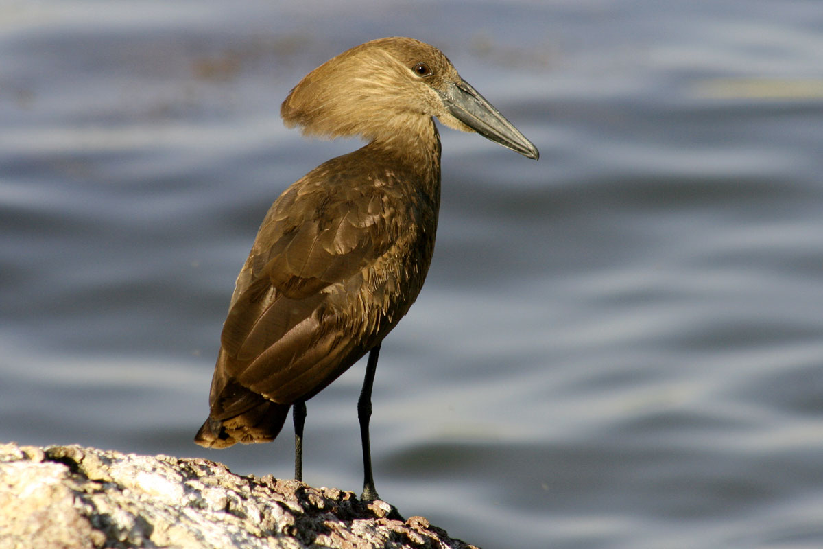 ETH_Birds-Hammerkop-©-Dinkesh-Ethiopia-Tours.jpg