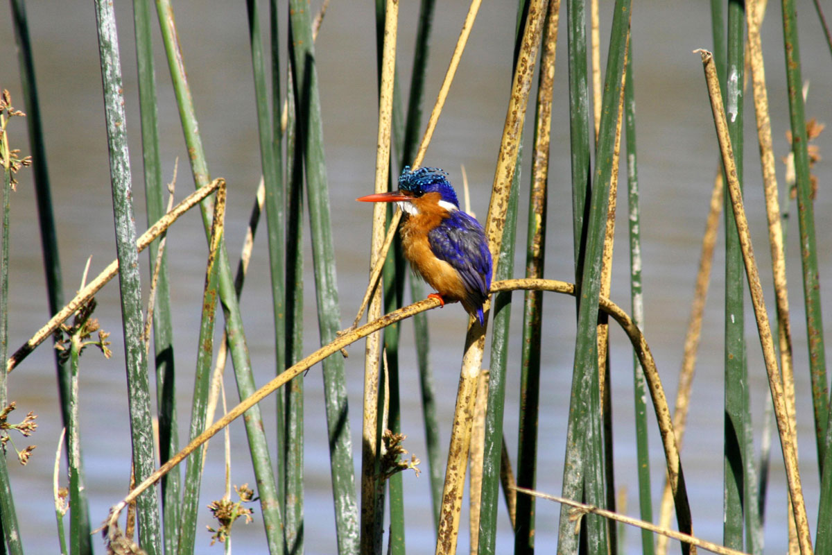 ETH_Birds-Malachite-Kingfisher-©-Dinkesh-Ethiopia-Tours.jpg