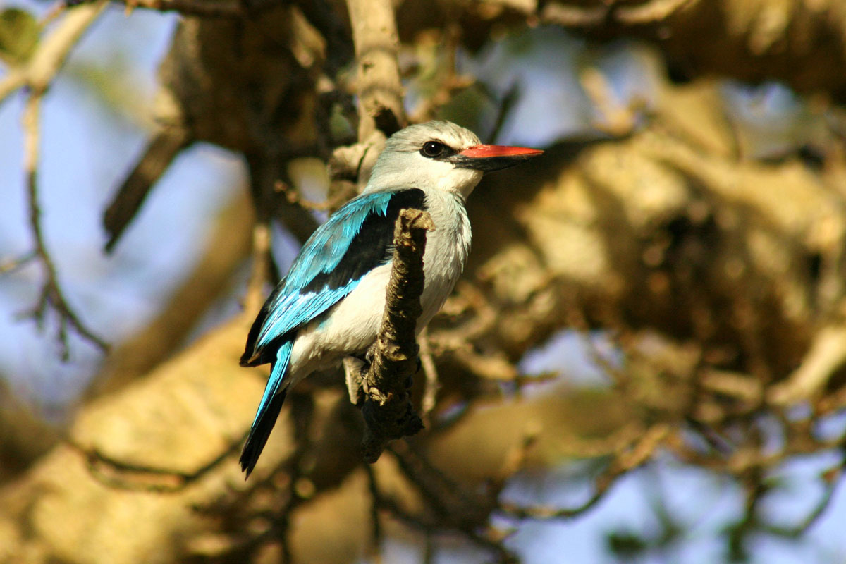 ETH_Birds-Woodland-Kingfisher-©-Dinkesh-Ethiopia-Tours.jpg