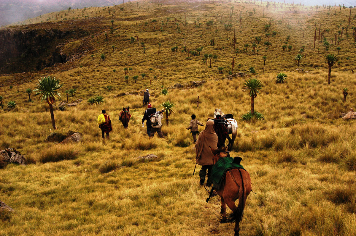 ETH_Simien-Mountains-©-Dinkesh-Ethiopia-Tours-55.jpg