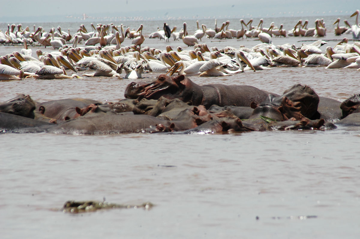 ETH_Wildlife-©-Dinkesh-Ethiopia-Tours-0104.jpg