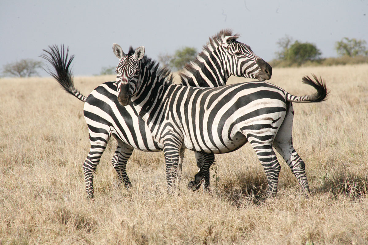 ETH_Wildlife-©-Dinkesh-Ethiopia-Tours-2066.jpg