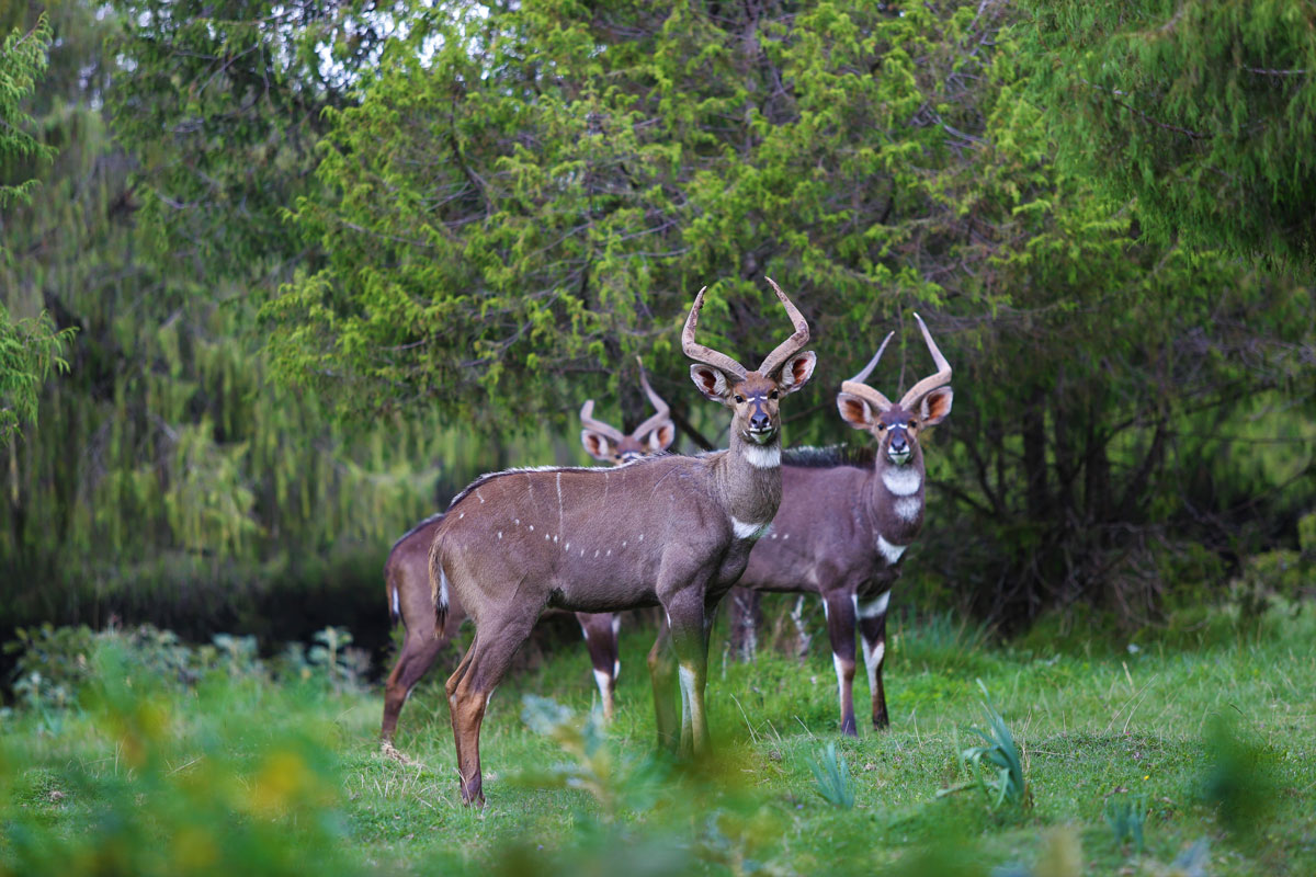 ETH_Wildlife-©-Dinkesh-Ethiopia-Tours-4203.jpg