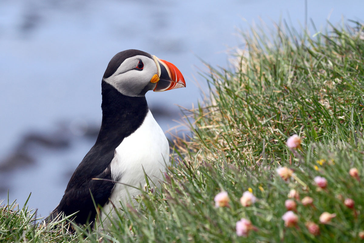 NOR_Atlantic-Puffin-©-AdobeStock_37195486.jpg