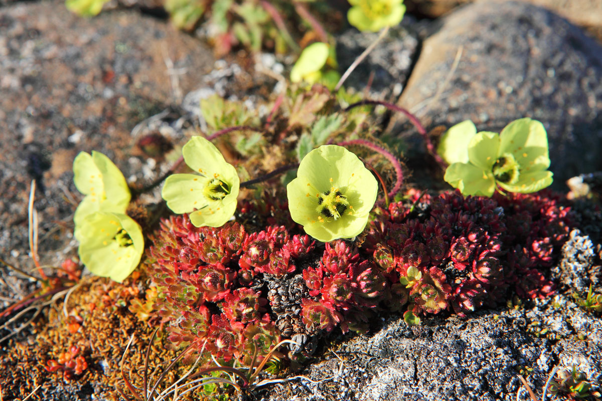 NOR_Svalbard-Arctic-Poppy-Yellow-©-AdobeStock_25020870.jpg