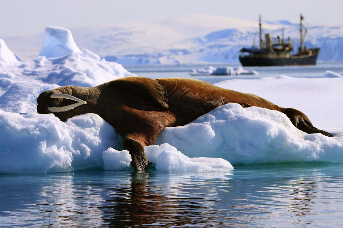 NOR_Svalbard-MS-Stockholm-©-Lisa-Stroem_6.jpg