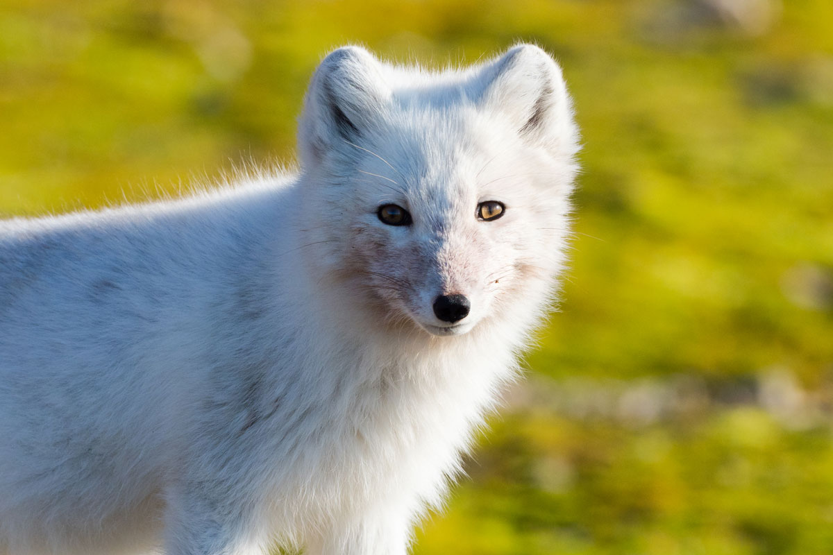 NOR_Svalbard-MS-Stockholm-©-Niklas-Nilsson-001.jpg