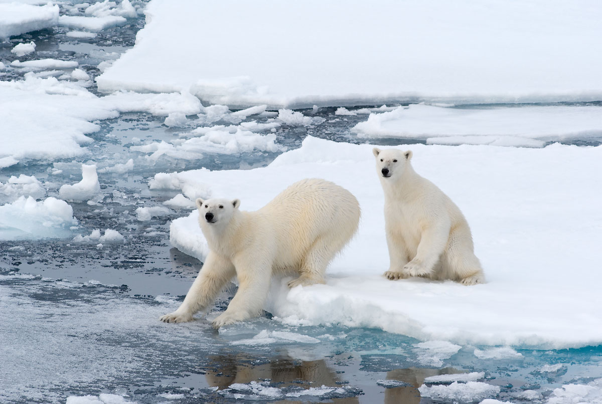NOR_Svalbard-Polar-Bears-on-Ice-©-AdobeStock_17576711.jpg