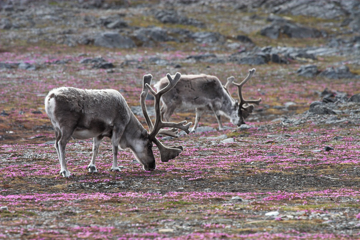 NOR_Svalbard-Reindeers-©-AdobeStock_15739094.jpg