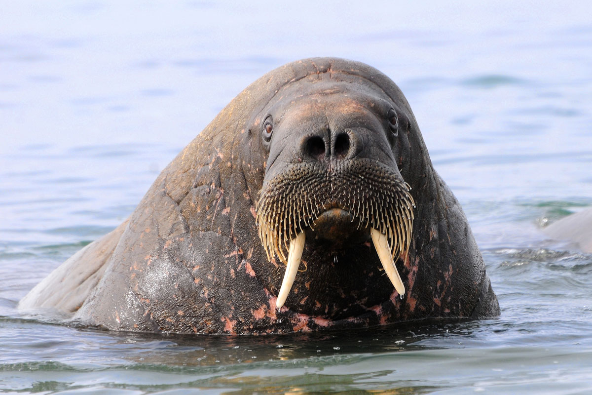 NOR_Svalbard-Walrus-©-AdobeStock_163926257.jpg