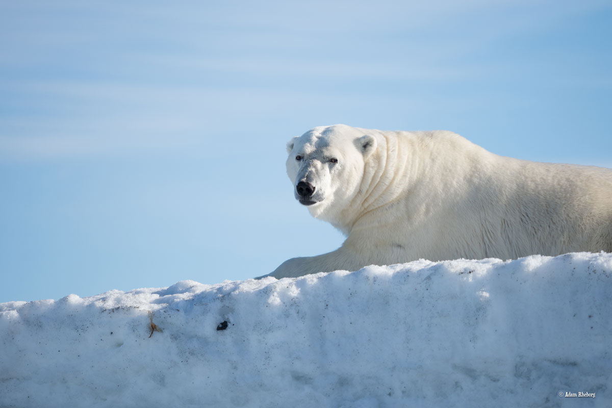 NOR_Svalbard-©Adam-Rheborg-©-Adam-Rheborg-2018-7060115.jpg