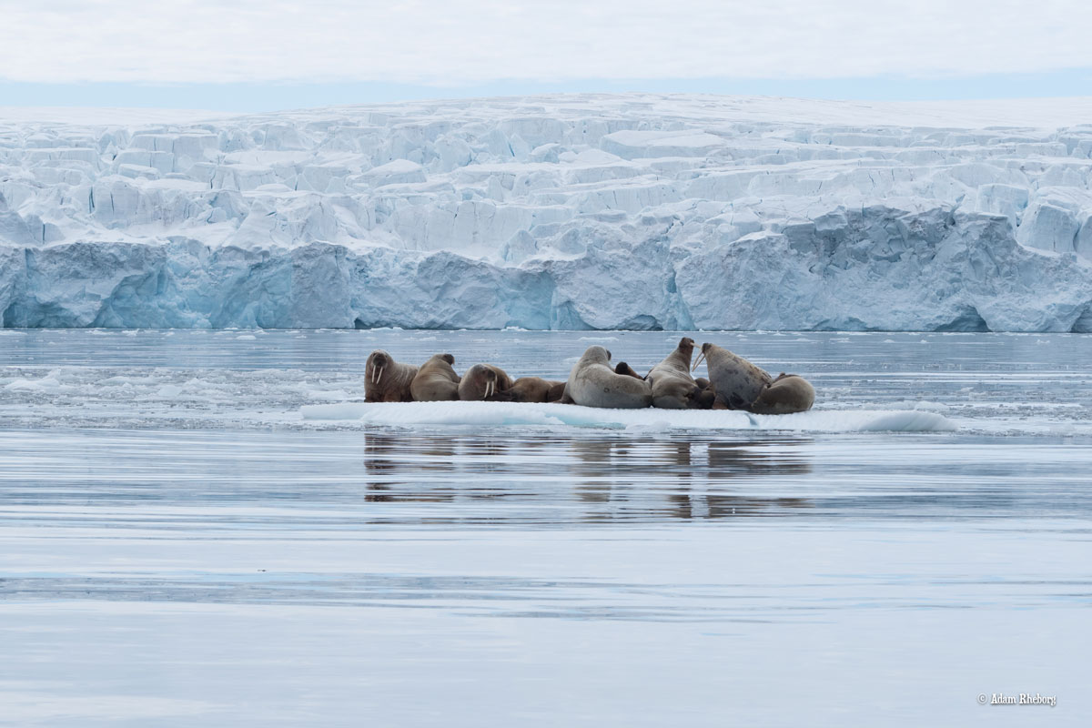 NOR_Svalbard-©Adam-Rheborg-©-Adam-Rheborg-2018-7060433.jpg