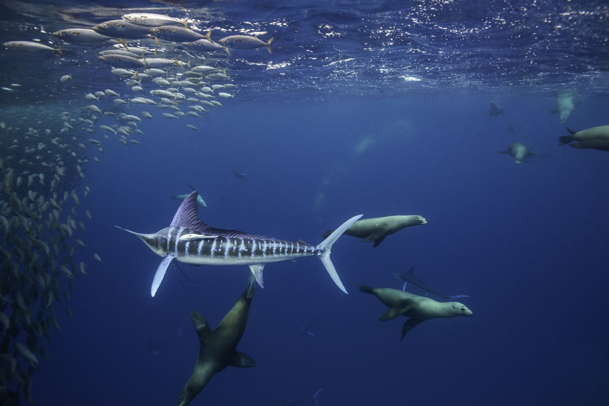 MEX_Baja-Marlin-w-California-Sea-Lions-Hunting-Sardines-©-AdobeStock_247089341.jpg