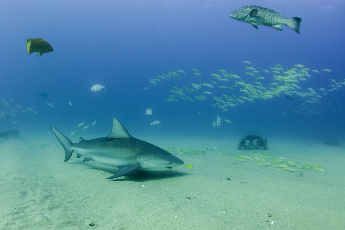 MEX_Caribbean-Bull-Sharks-©-AdobeStock_247960924v1.jpg