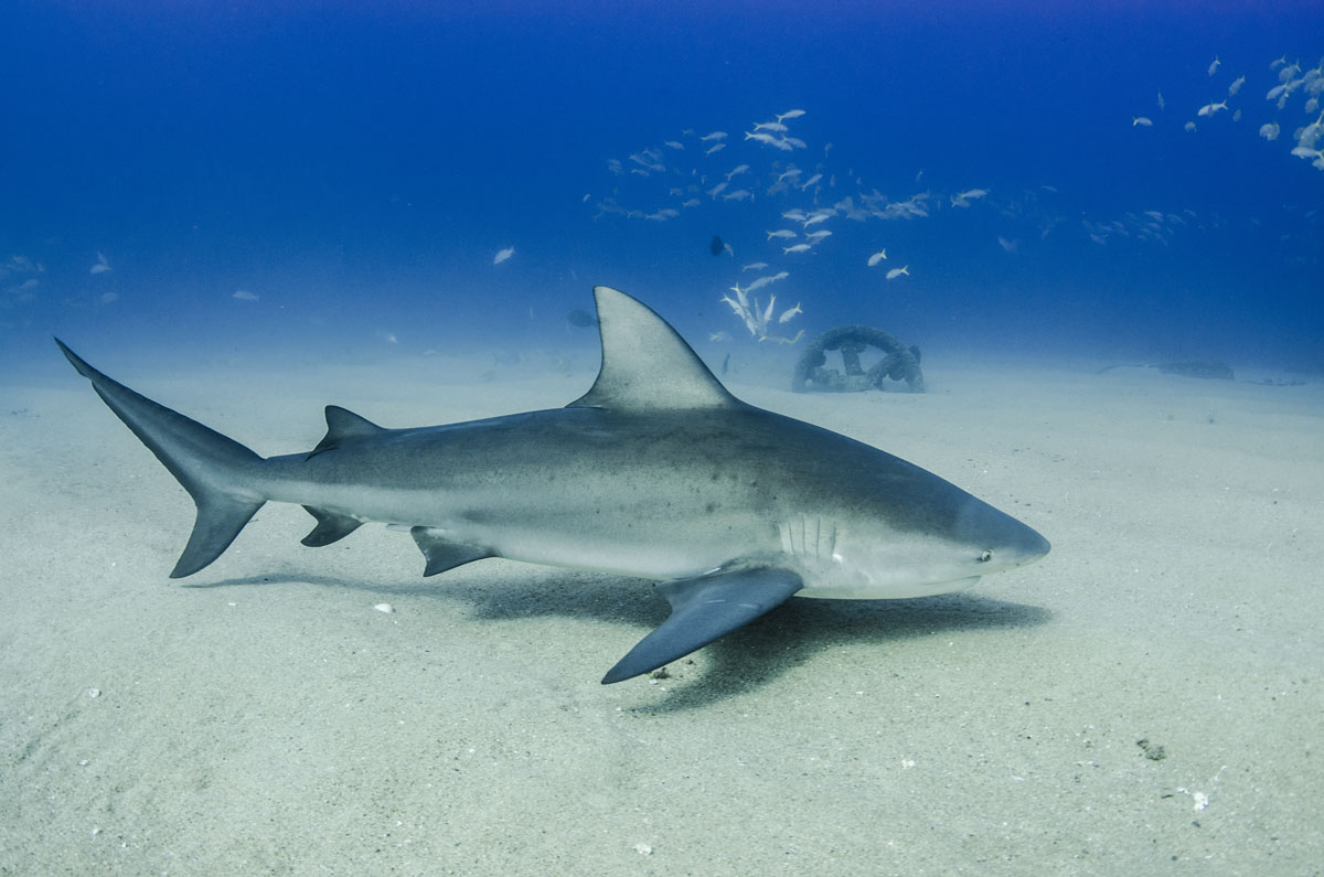 MEX_Caribbean-Bull-Sharks-©-AdobeStock_247961169.jpg
