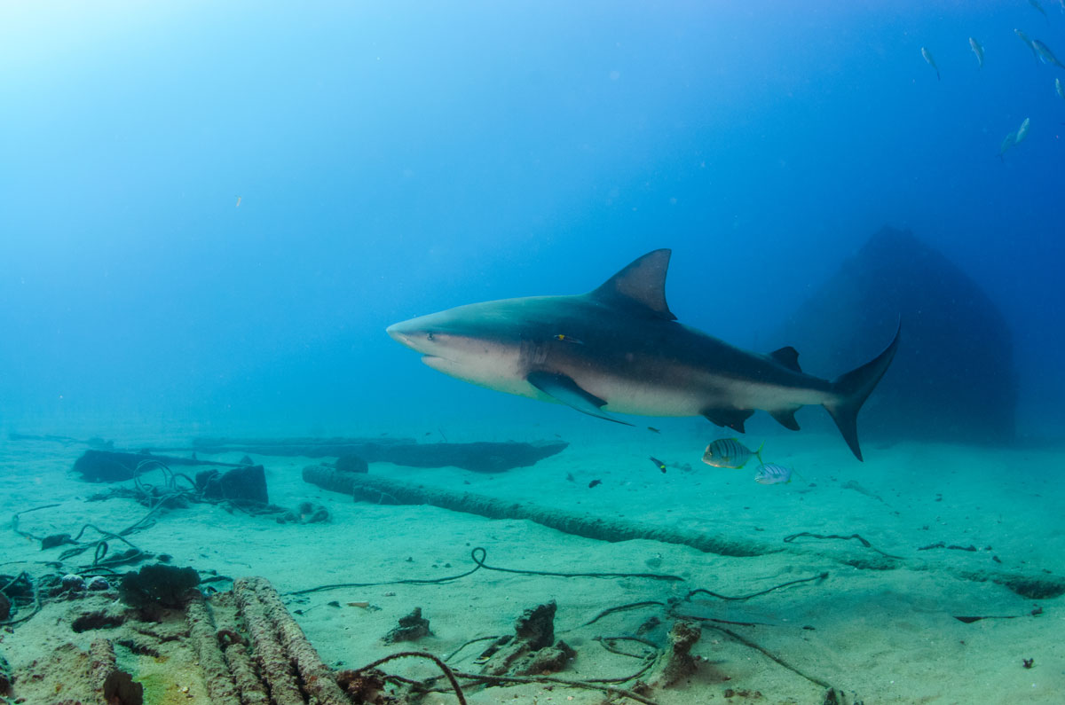 MEX_Caribbean-Bull-Sharks-©-AdobeStock_247962270.jpg