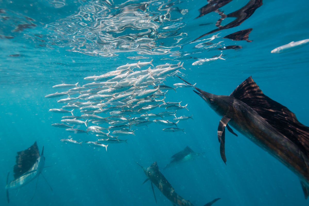 MEX_Cuncun-Sailfish-hunting-Sardines-©-AdobeStock_167333285.jpg