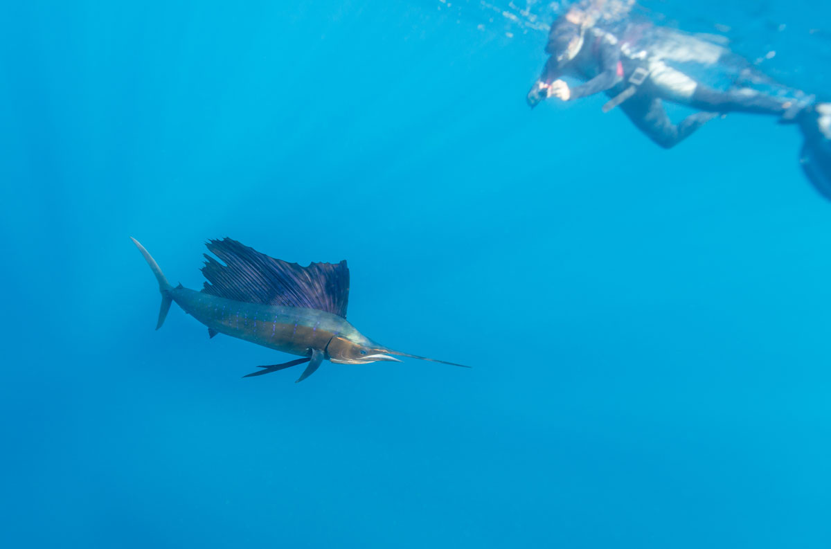 MEX_Cuncun-Sailfish-w-Snorkeller-©-AdobeStock_167332670.jpg