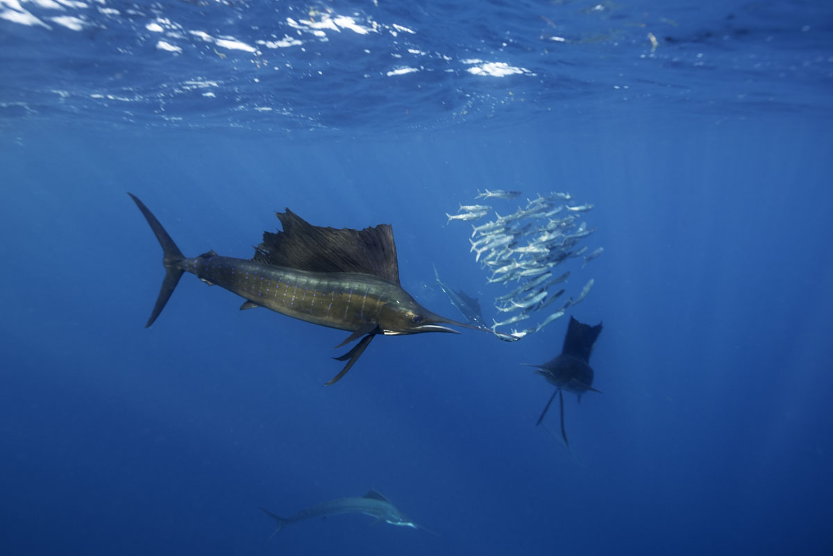 MEX_Mexico-Atlantic-Sailfish-©-AdobeStock_177238127.jpg
