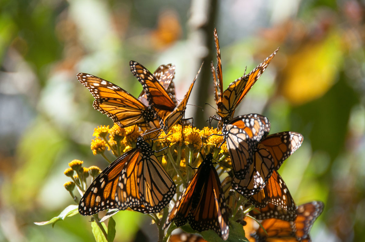 MEX_Monarch-Butterflies-©-AdobeStock_64715465.jpg