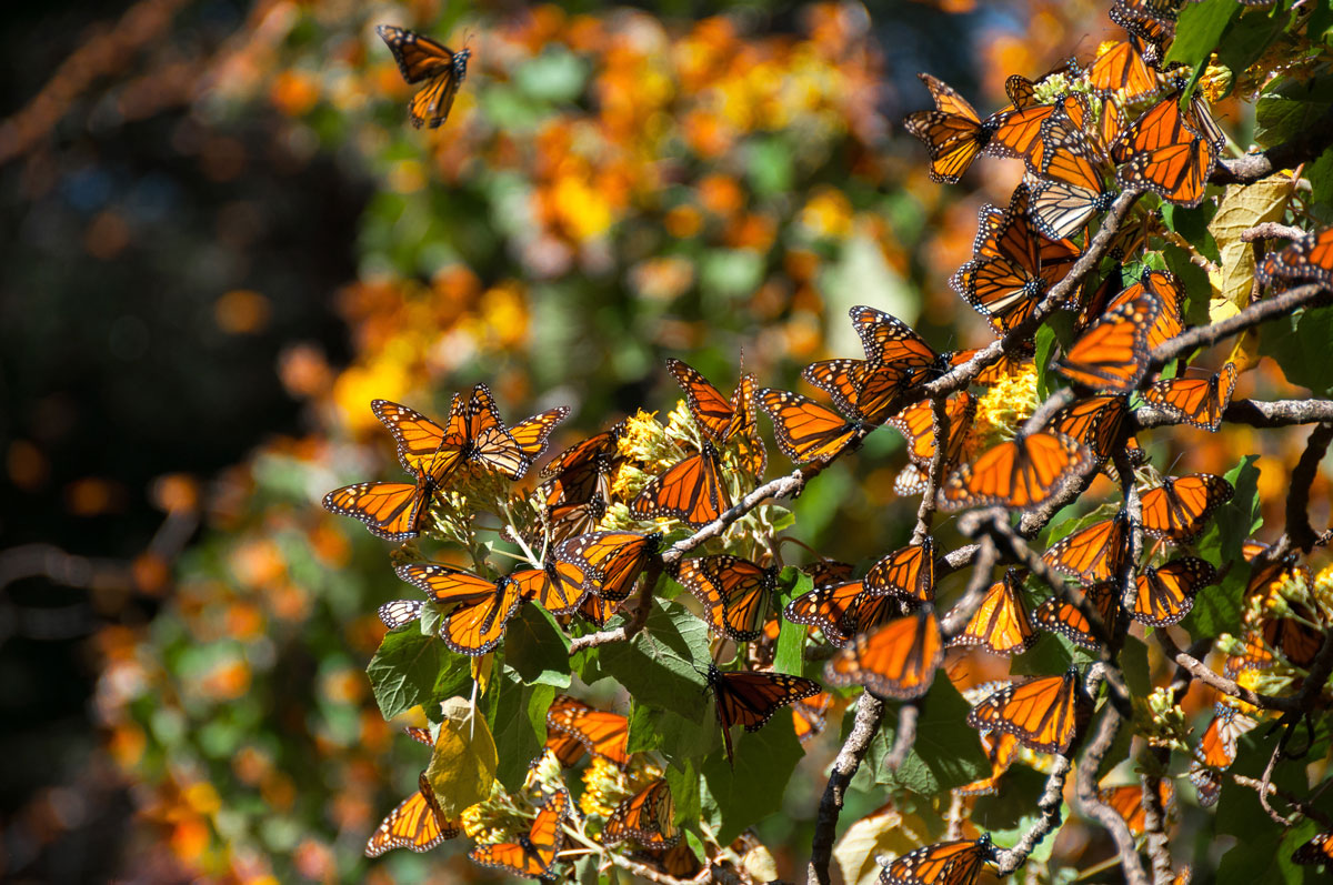 MEX_Monarch-Butterflies-©-AdobeStock_111664605.jpg